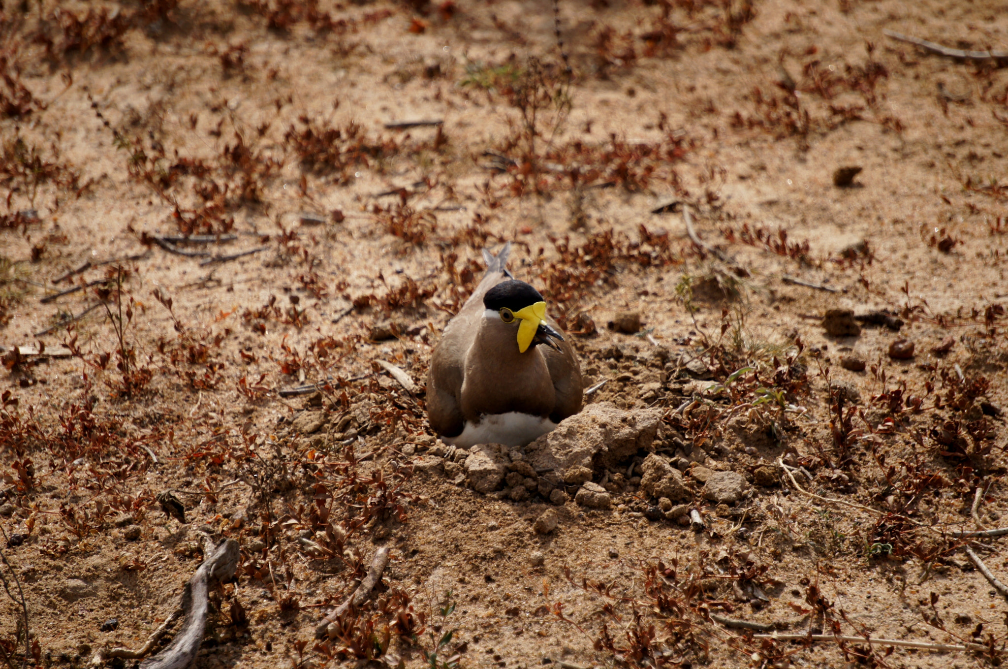 Sony Alpha NEX-C3 sample photo. Yellow-wattled lapwing (vanellus malabaricus) photography