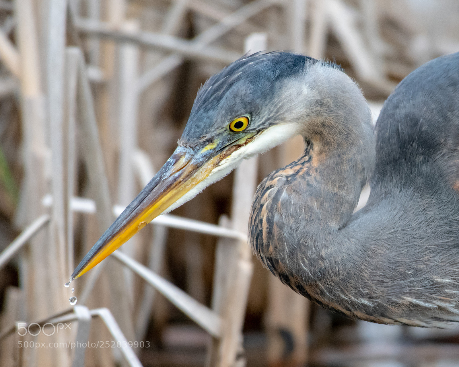 Nikon D850 sample photo. Gbh on the hunt photography