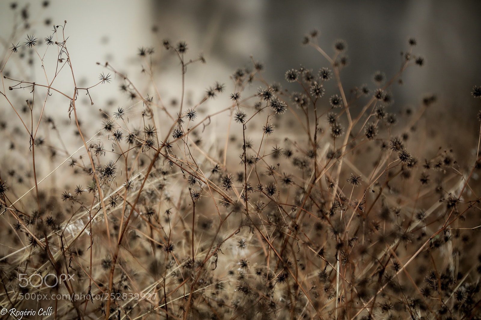 Canon EOS 5D Mark IV sample photo. Nature vibes field of photography