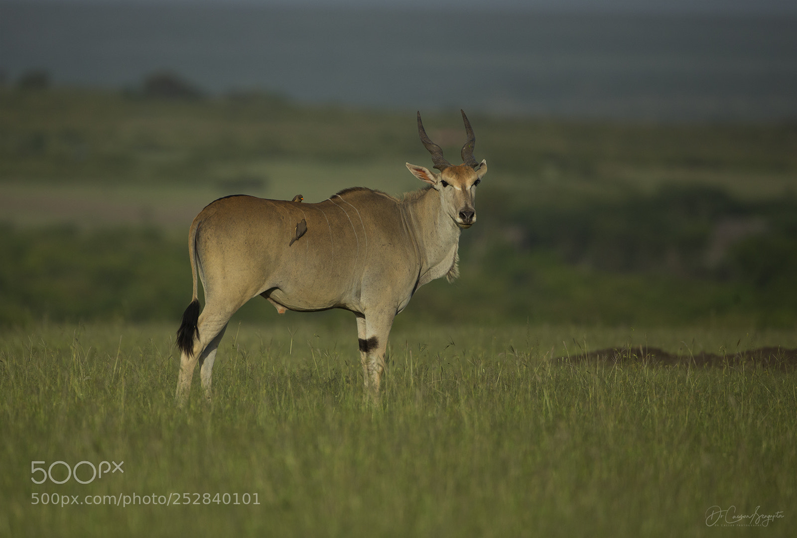 Canon EOS-1D X sample photo. Eland photography