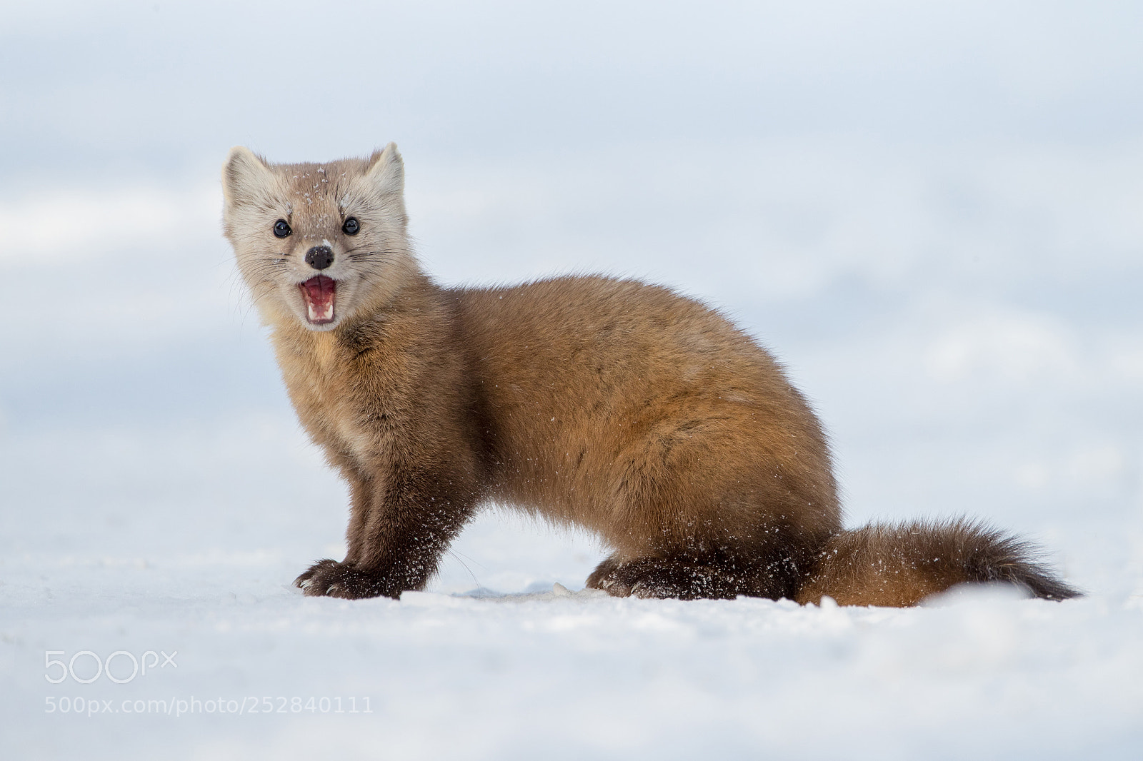 Canon EOS-1D X Mark II sample photo. Pine marten photography