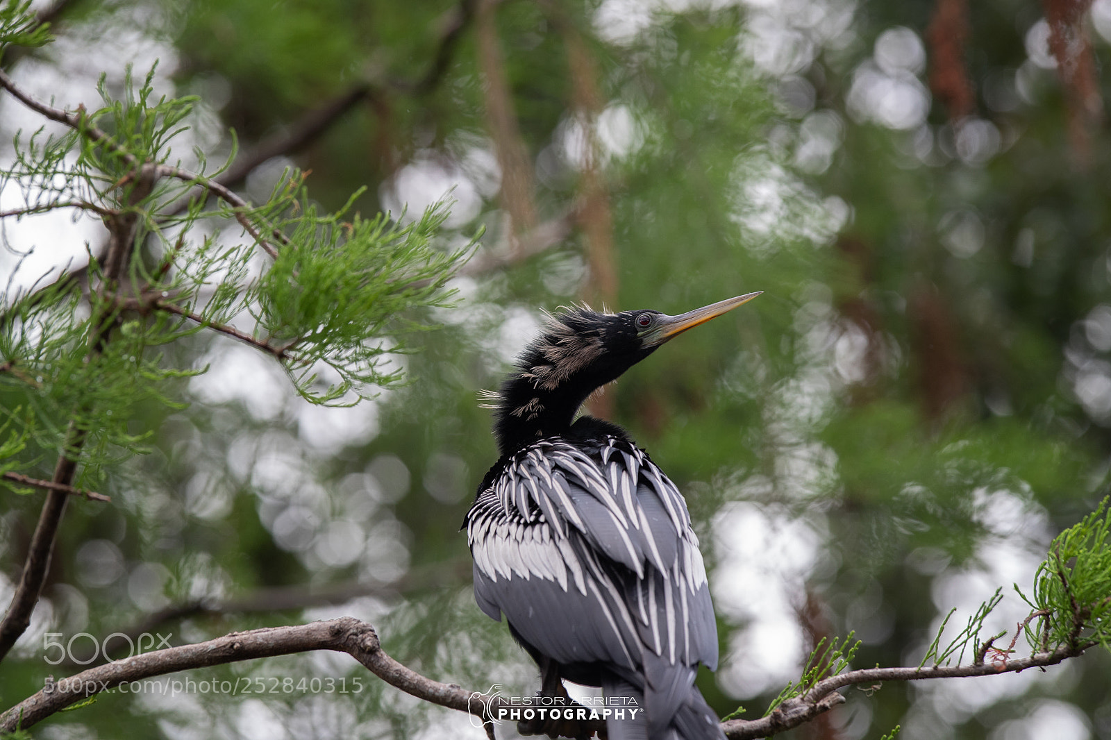 Canon EOS-1D X Mark II sample photo. Anhinga photography