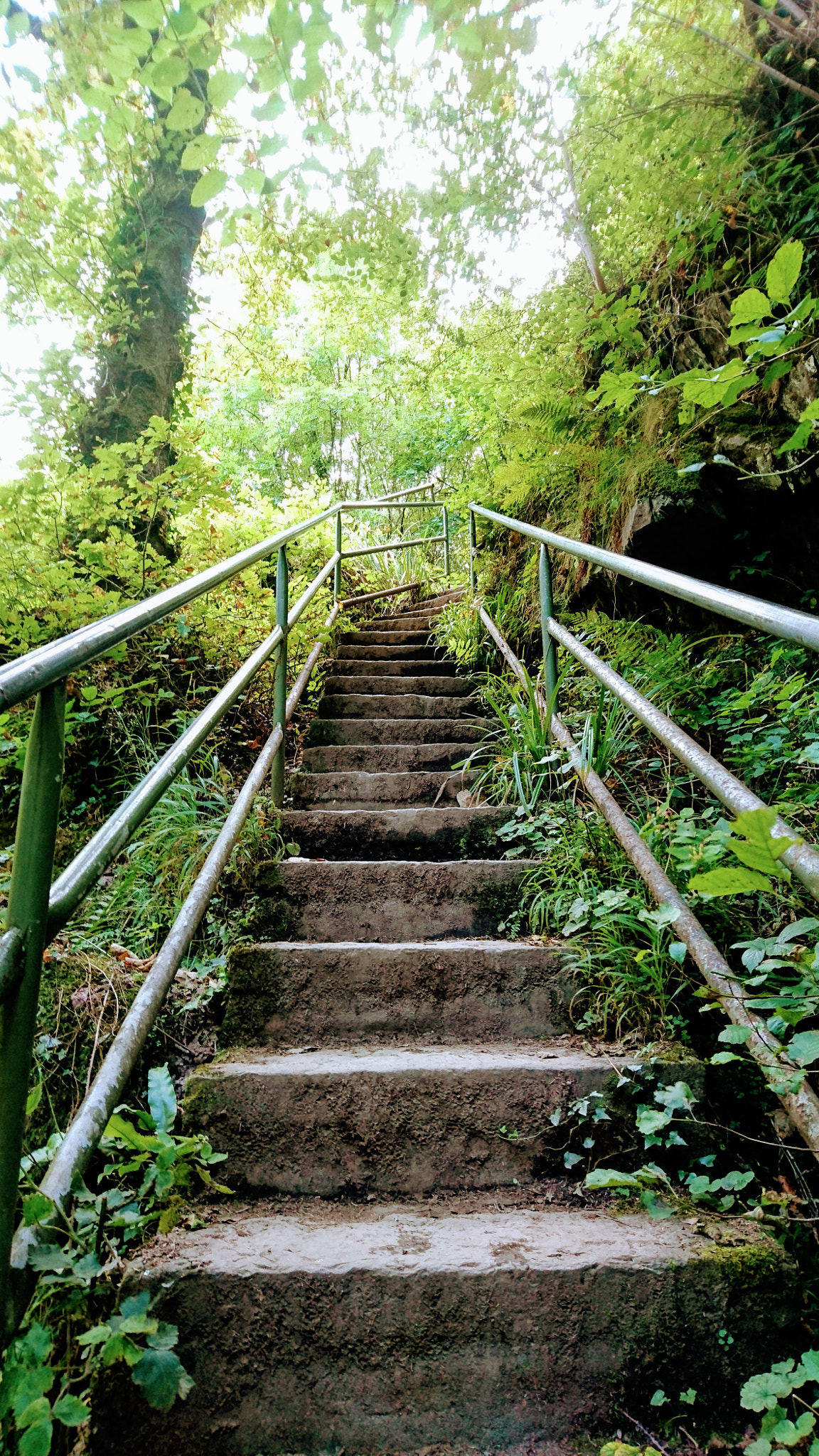 Sony Xperia Z5 sample photo. Exploring forests and their secrets photography