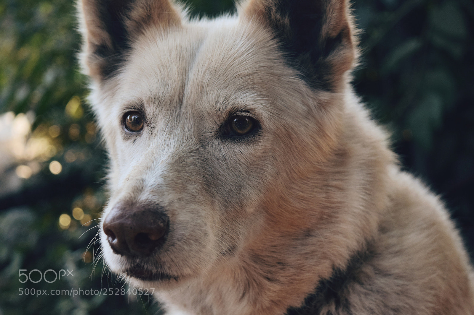 Nikon D5300 sample photo. Venus photography