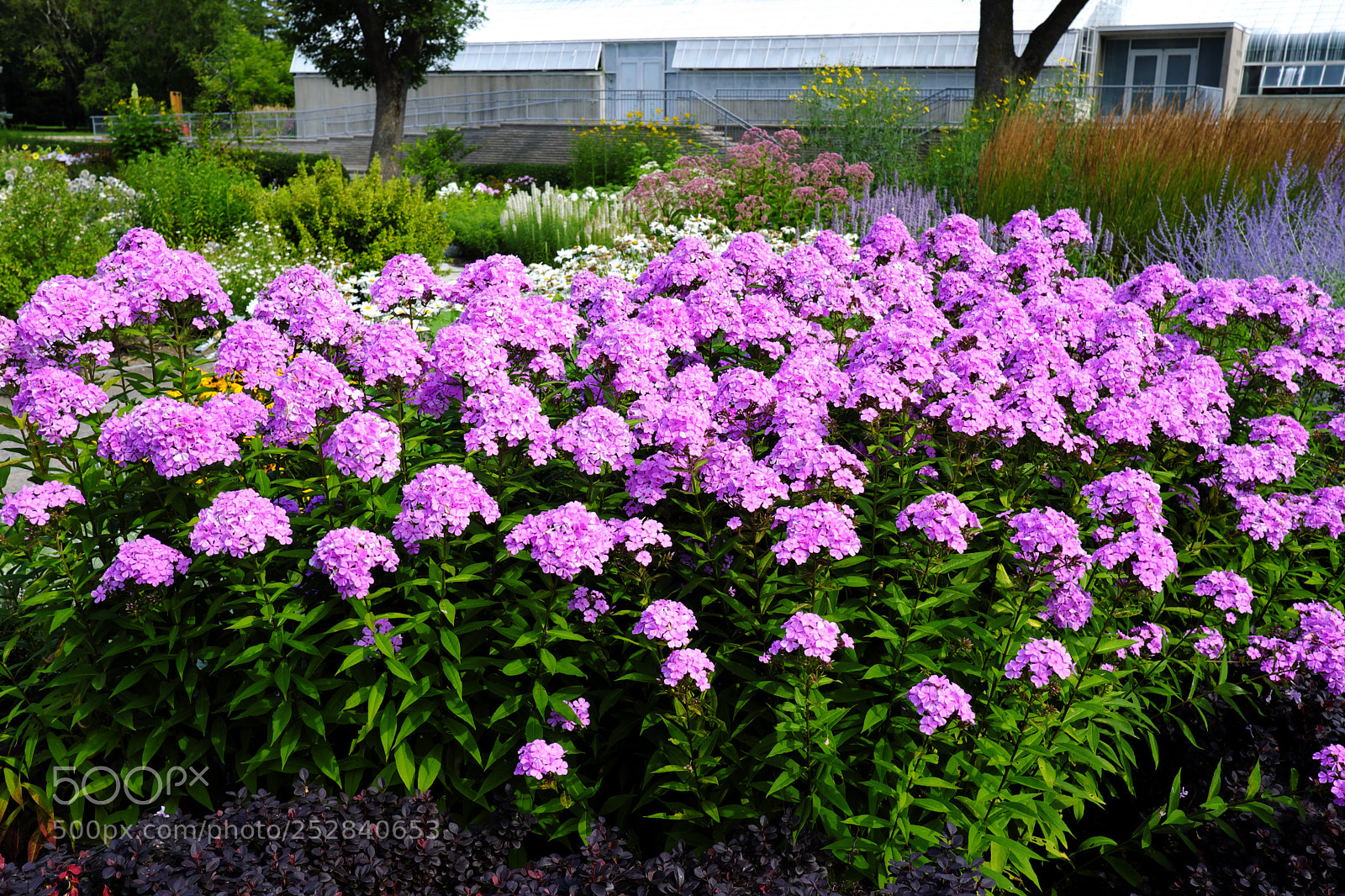 Fujifilm X-T20 sample photo. Flowers photography