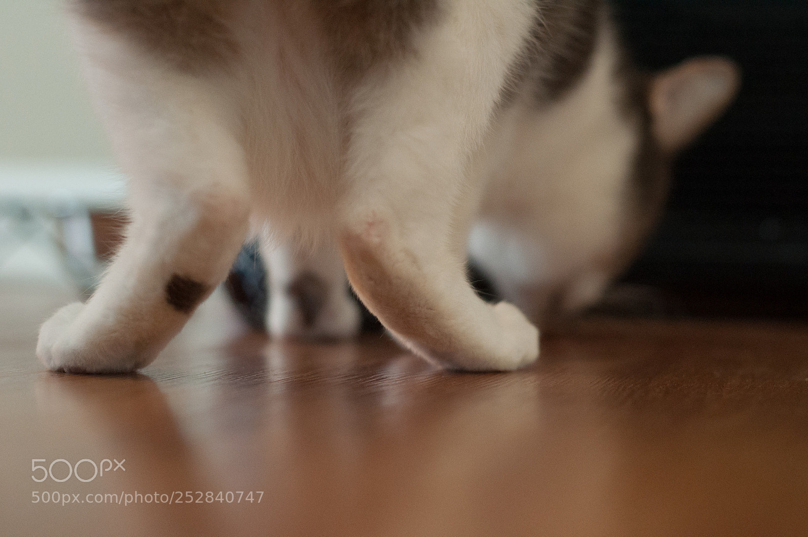 Nikon D90 sample photo. Derpy feet photography