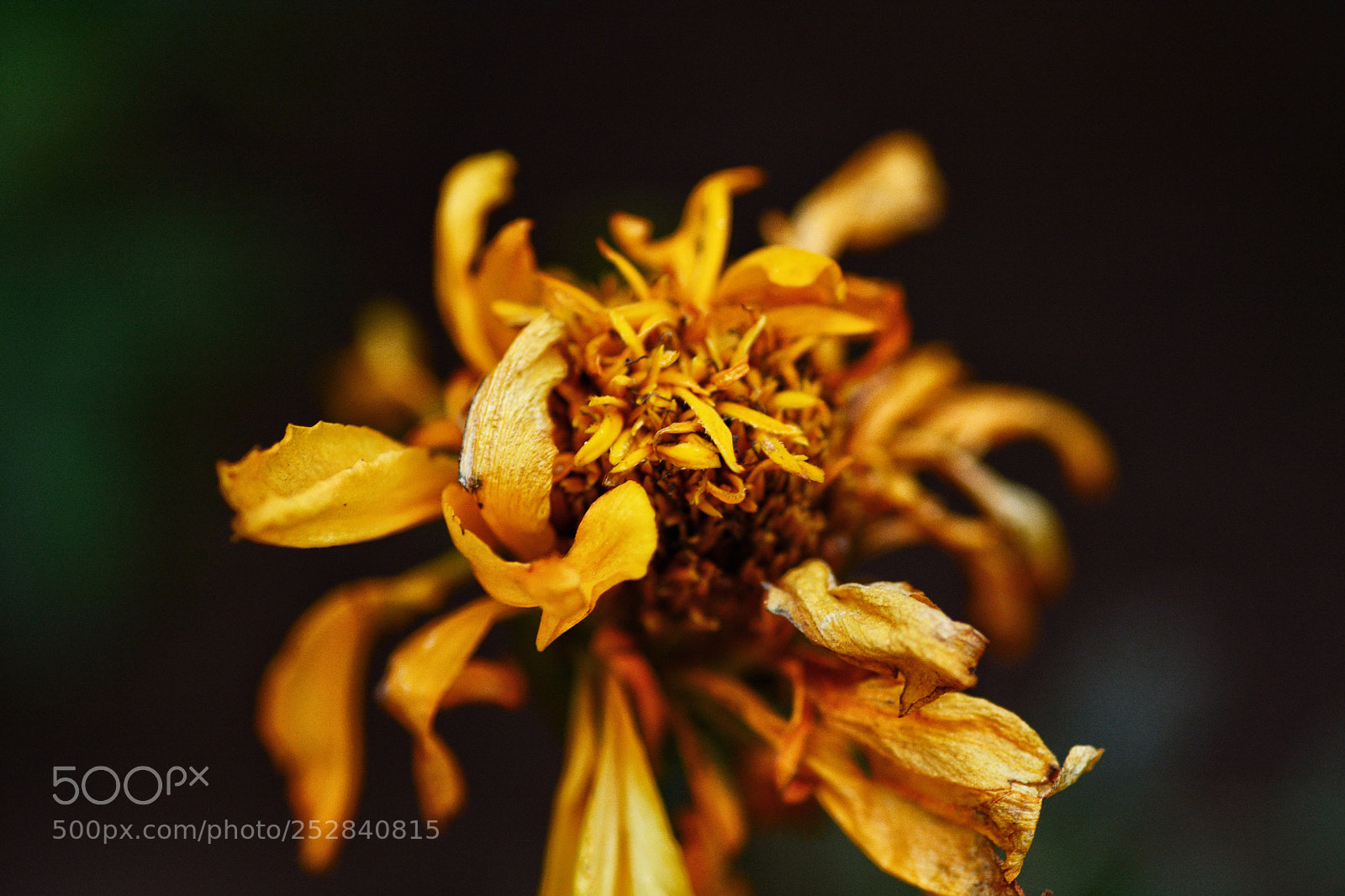 Nikon D7100 sample photo. Cndbg photography