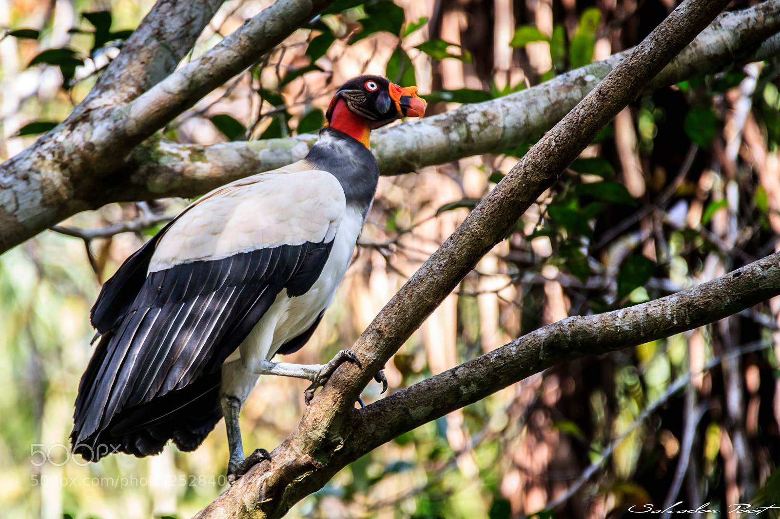 Canon EOS-1D X Mark II sample photo. King vulture photography