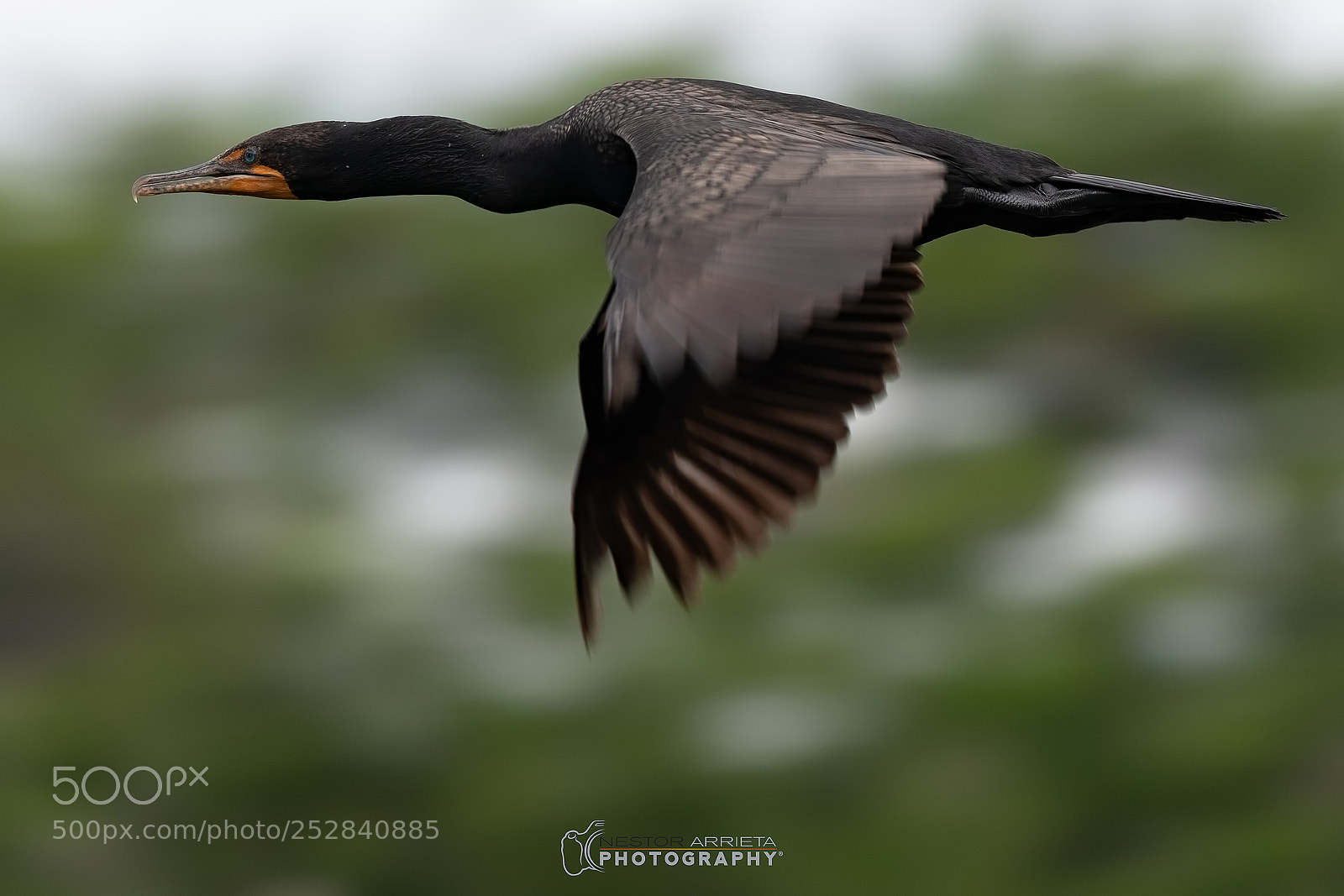 Canon EOS-1D X Mark II sample photo. Palacrocorax auritus photography