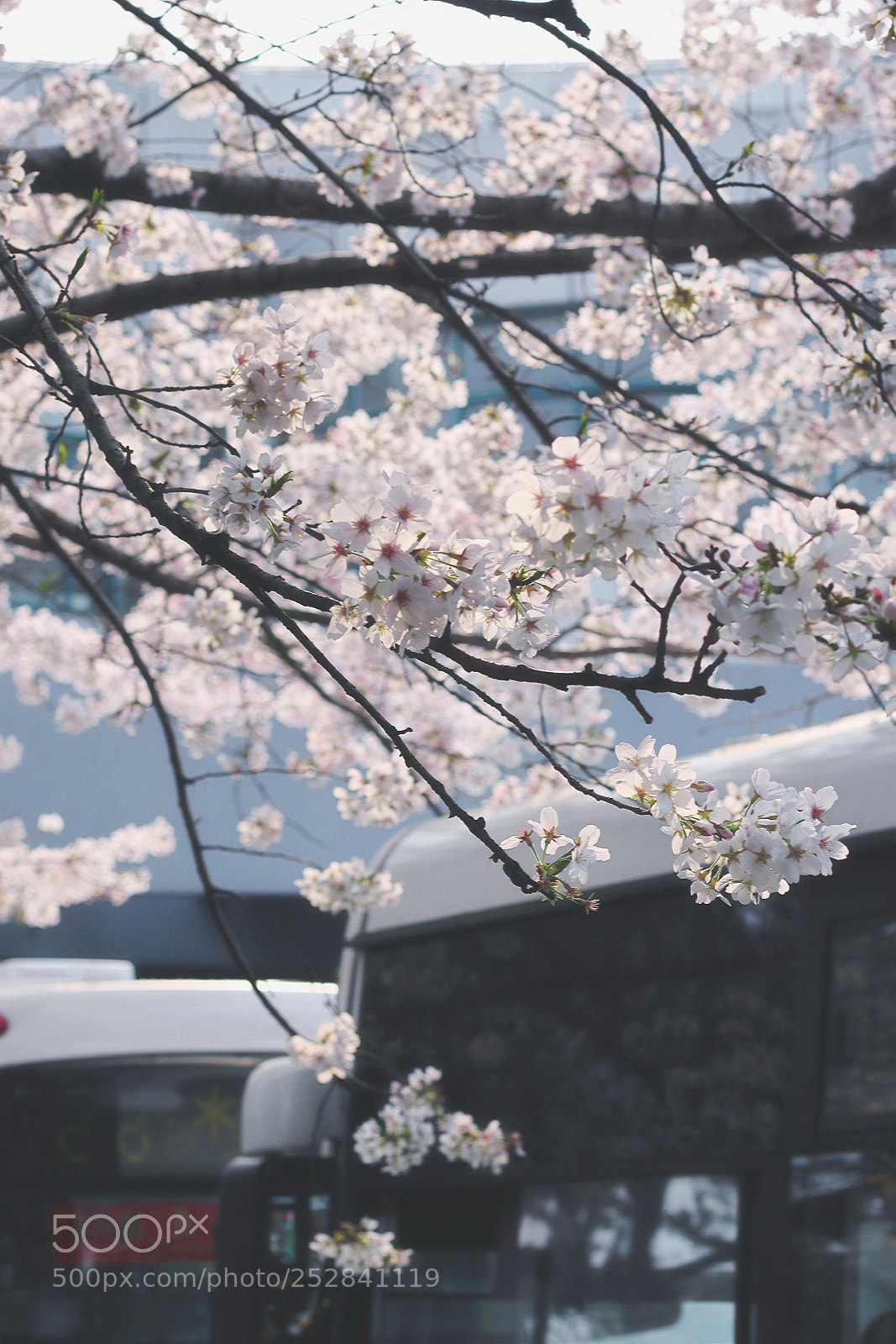 Canon EOS 750D (EOS Rebel T6i / EOS Kiss X8i) sample photo. Sakura photography