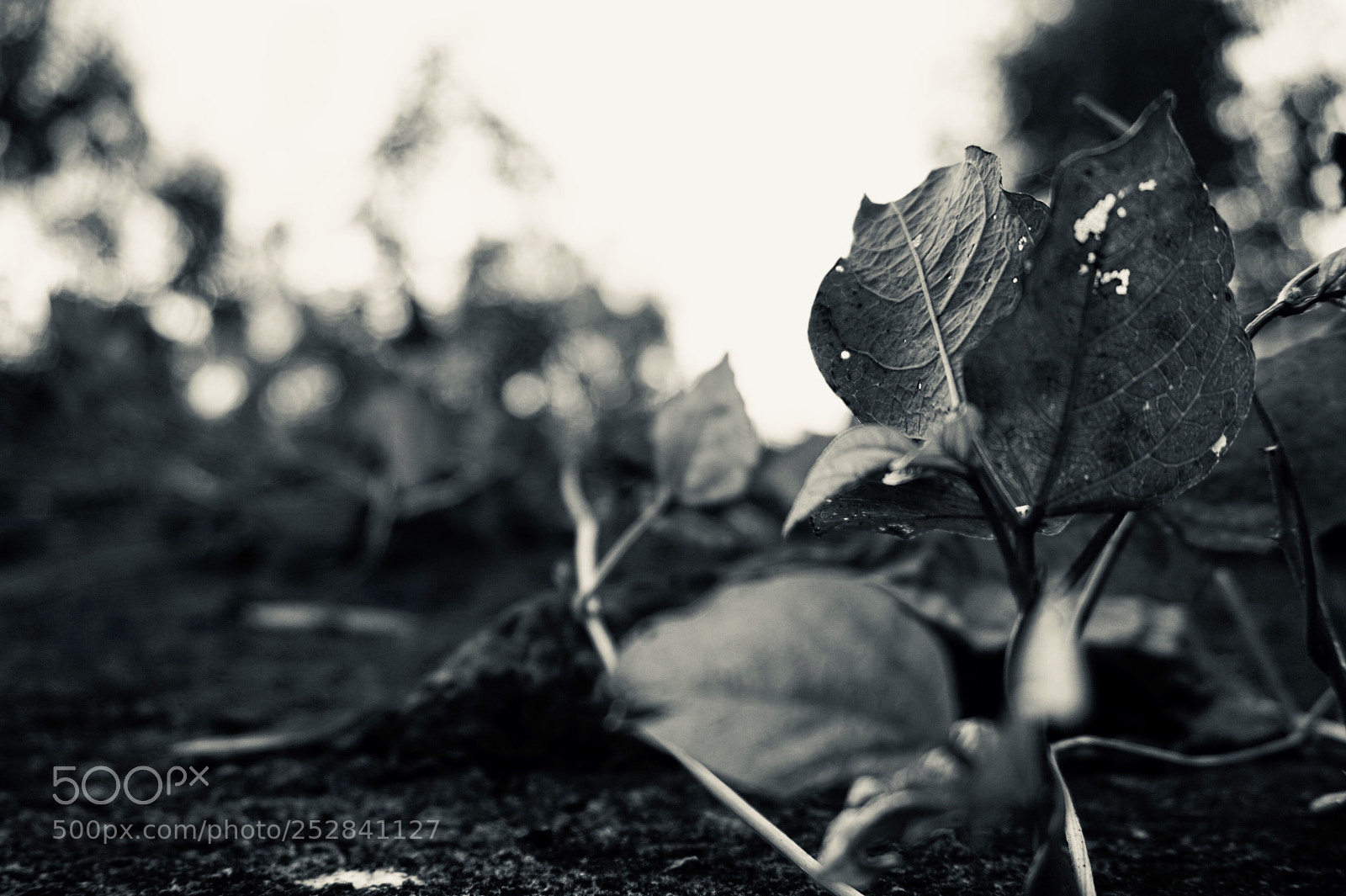 Sony Alpha a5000 (ILCE 5000) sample photo. Climb. photography