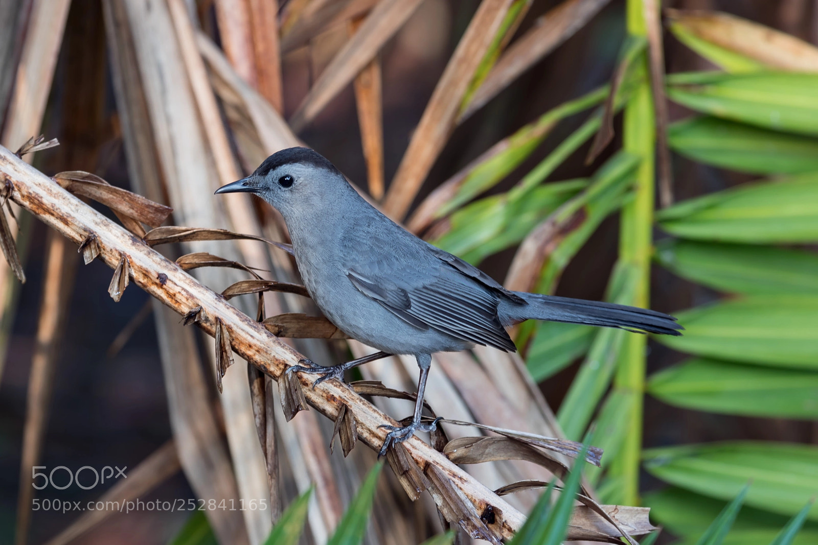 Canon EOS 5D Mark IV sample photo. Grey catbird photography