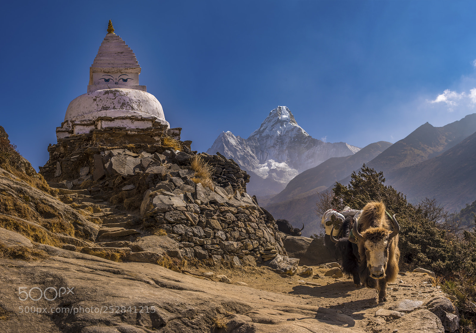 Nikon D810 sample photo. Mountain life photography