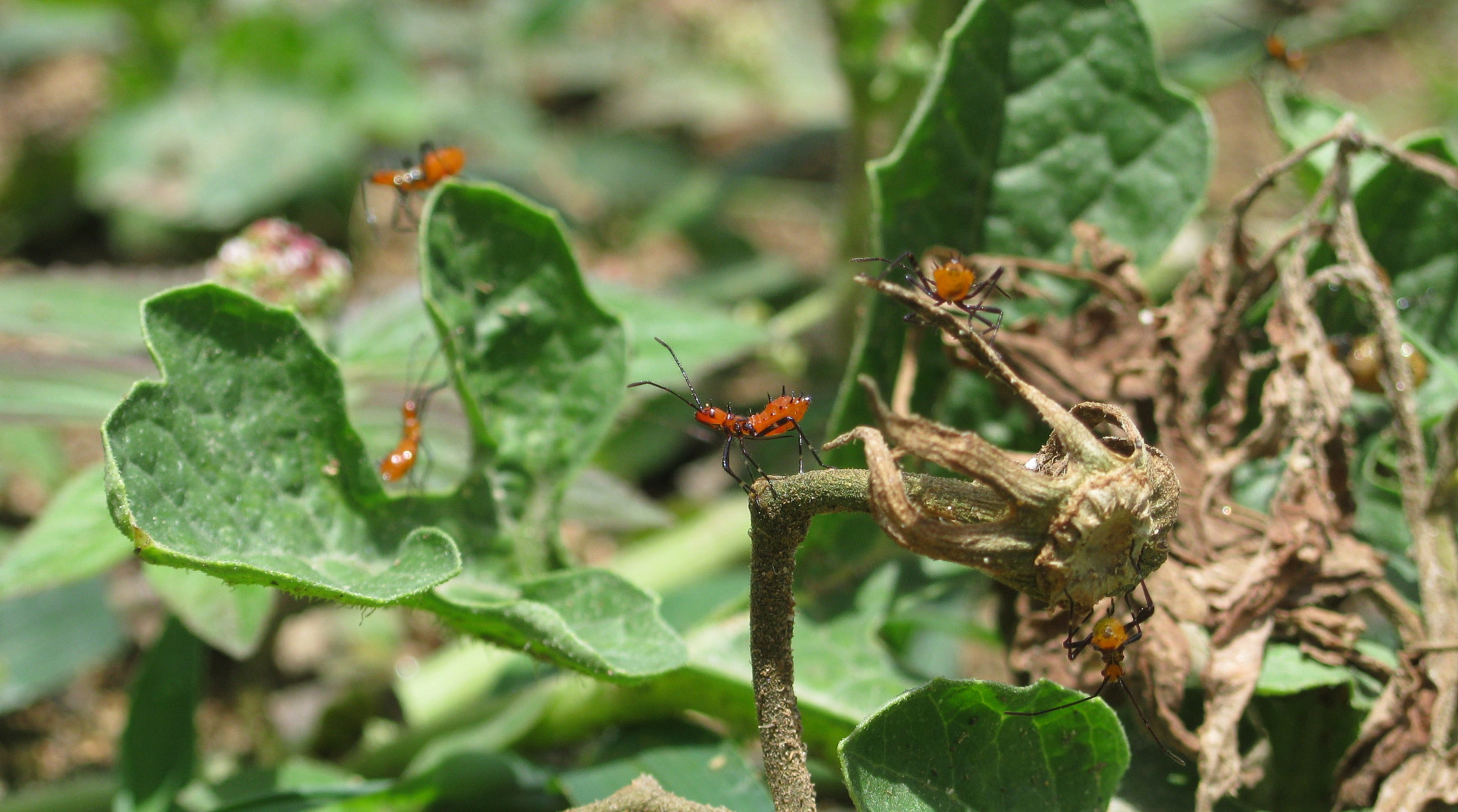 Canon PowerShot A3100 IS sample photo. Insects working photography