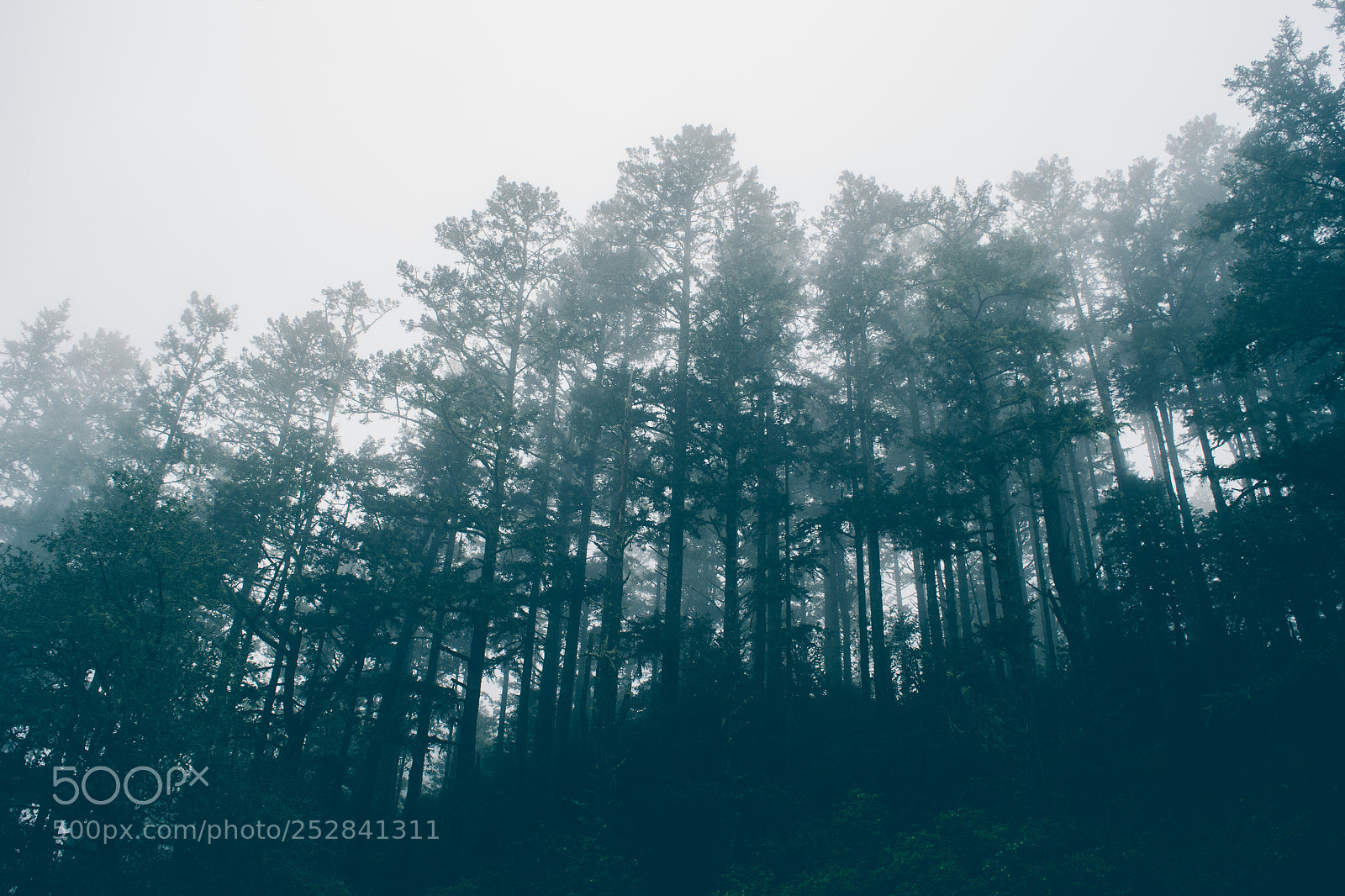 Nikon D3100 sample photo. Fog and woods photography