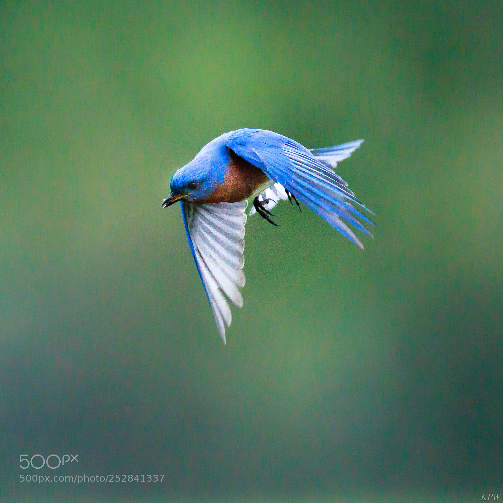 Canon EOS 80D sample photo. Eastern bluebird photography