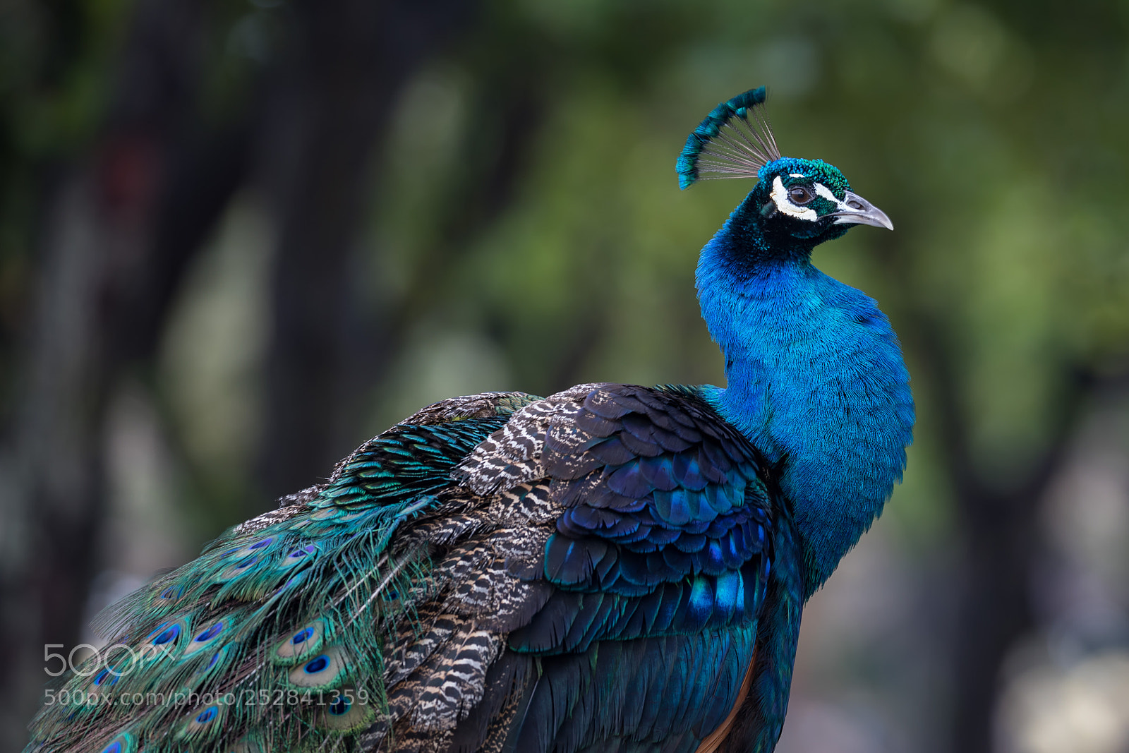Canon EOS 5D Mark IV sample photo. Peacock photography