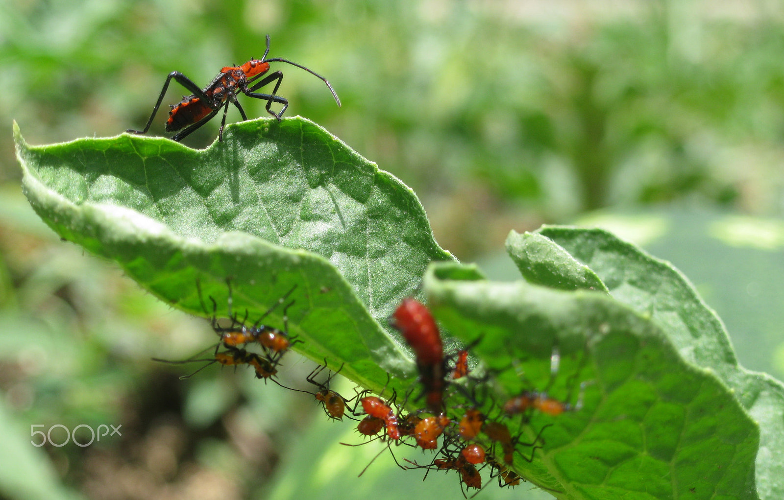 Canon PowerShot A3100 IS sample photo. Insects working photography