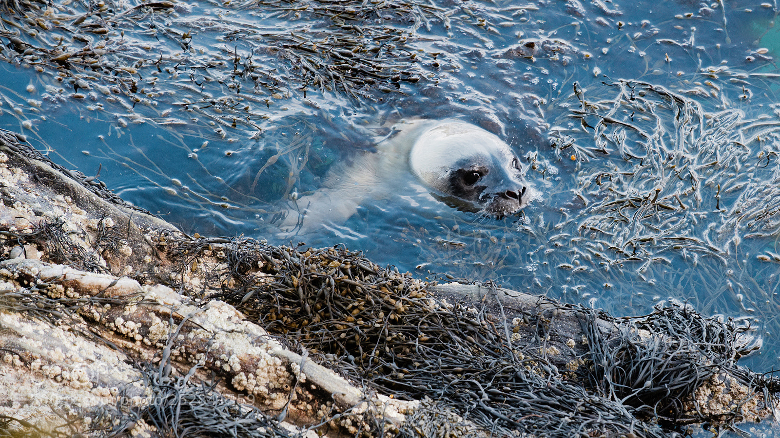Fujifilm X-Pro2 sample photo. Seal pup photography