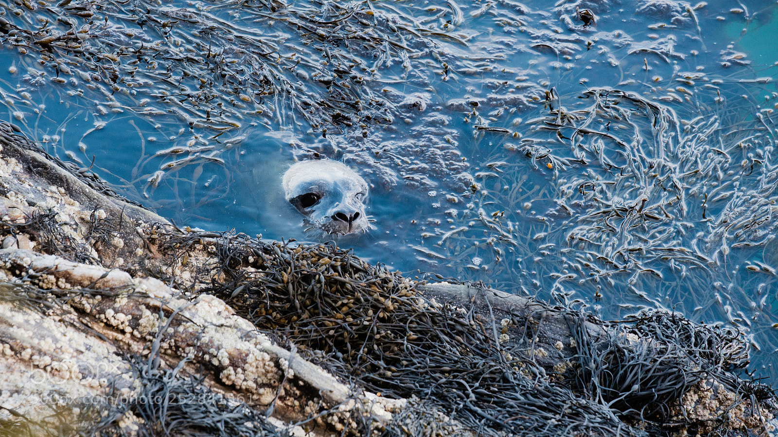 Fujifilm X-Pro2 sample photo. Seal pup photography