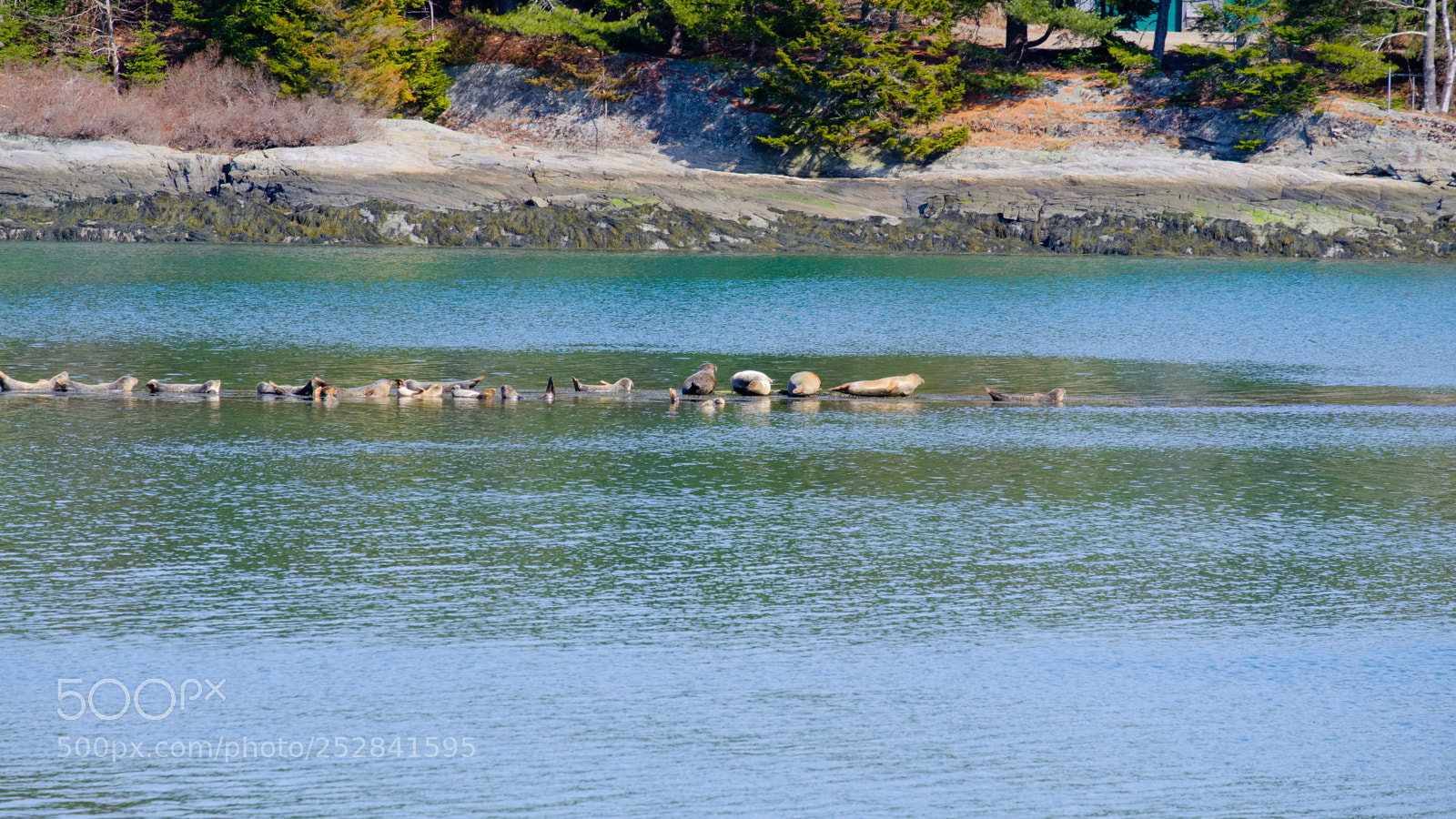 Fujifilm X-Pro2 sample photo. Seals photography
