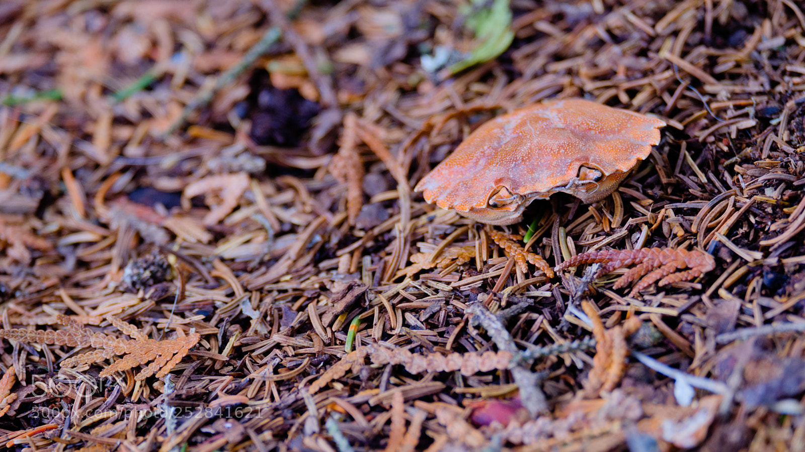 Fujifilm X-Pro2 sample photo. Crab photography