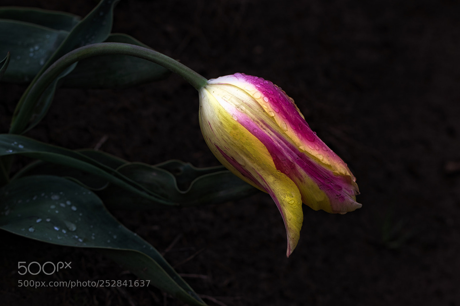 Canon EOS 77D (EOS 9000D / EOS 770D) sample photo. Tulip after the rain photography
