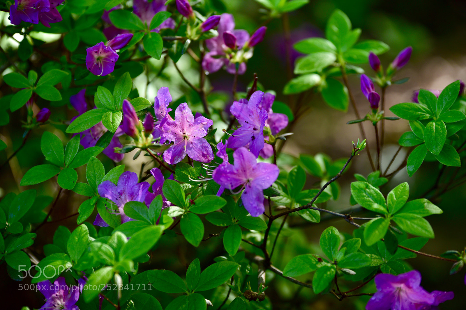 Nikon D810 sample photo. Untitled photography