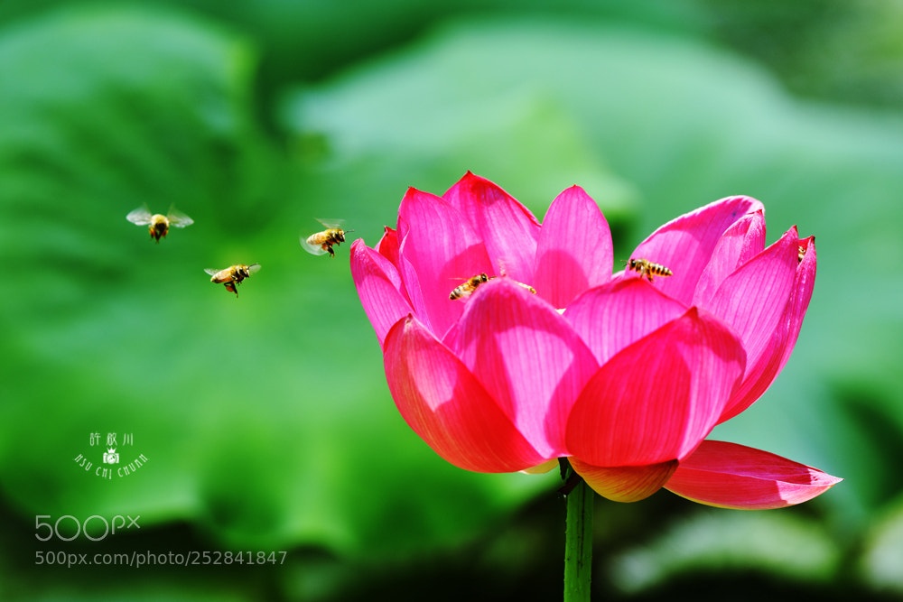 Nikon D810 sample photo. 採蜜忙 photography