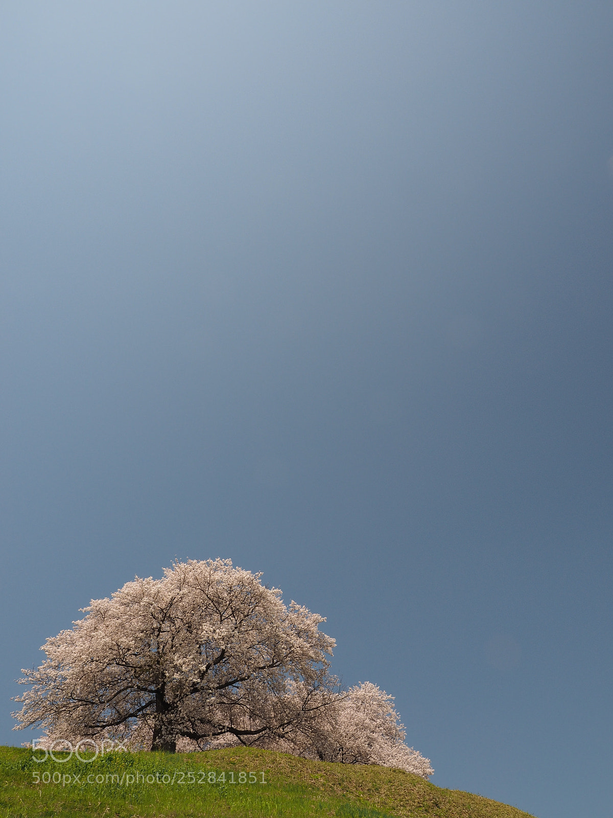 Olympus OM-D E-M1 sample photo. Cherry blossom at sakitama photography