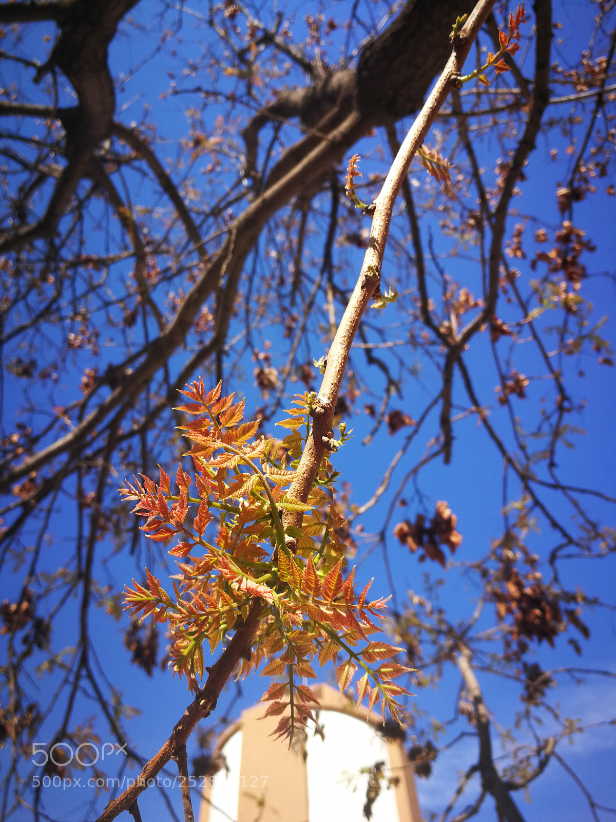 HUAWEI P10 sample photo. Untitled photography