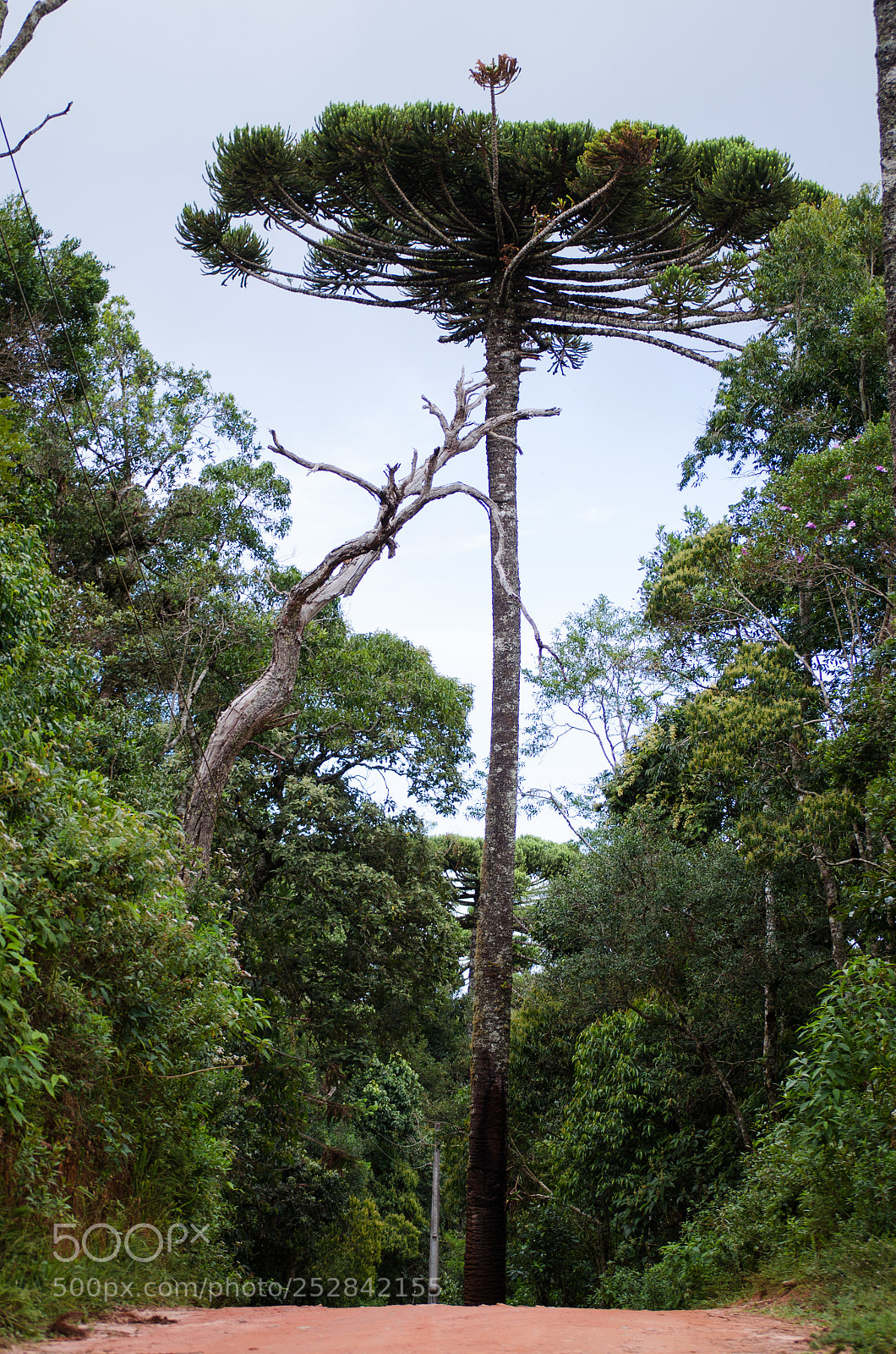 Nikon D5100 sample photo. Araucaria araucana photography