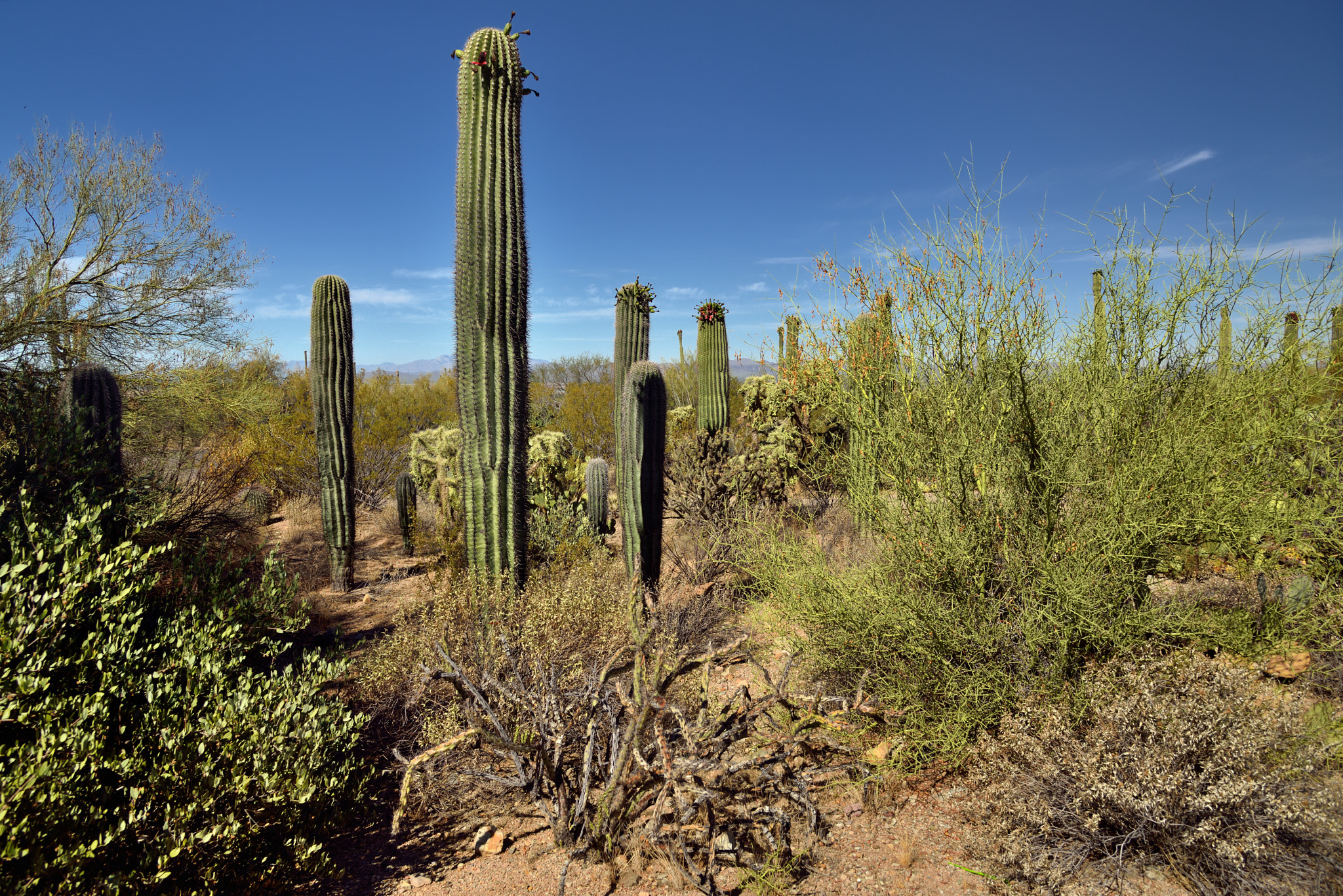Nikon D800E + Nikon AF-S Nikkor 24-120mm F4G ED VR sample photo. A setting of palo verde and saguaro cactus photography