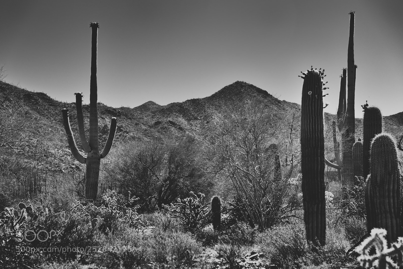 Nikon D800E sample photo. Saguaro cactus with a photography