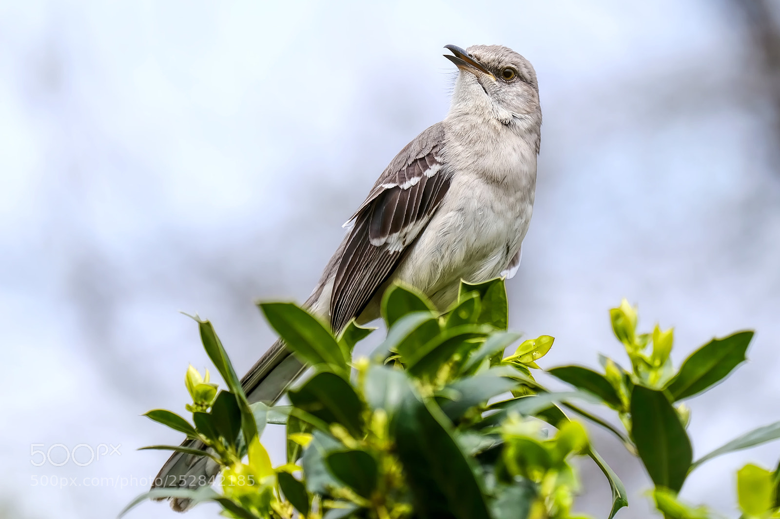 Fujifilm X-E3 sample photo. Mimus polyglottos photography