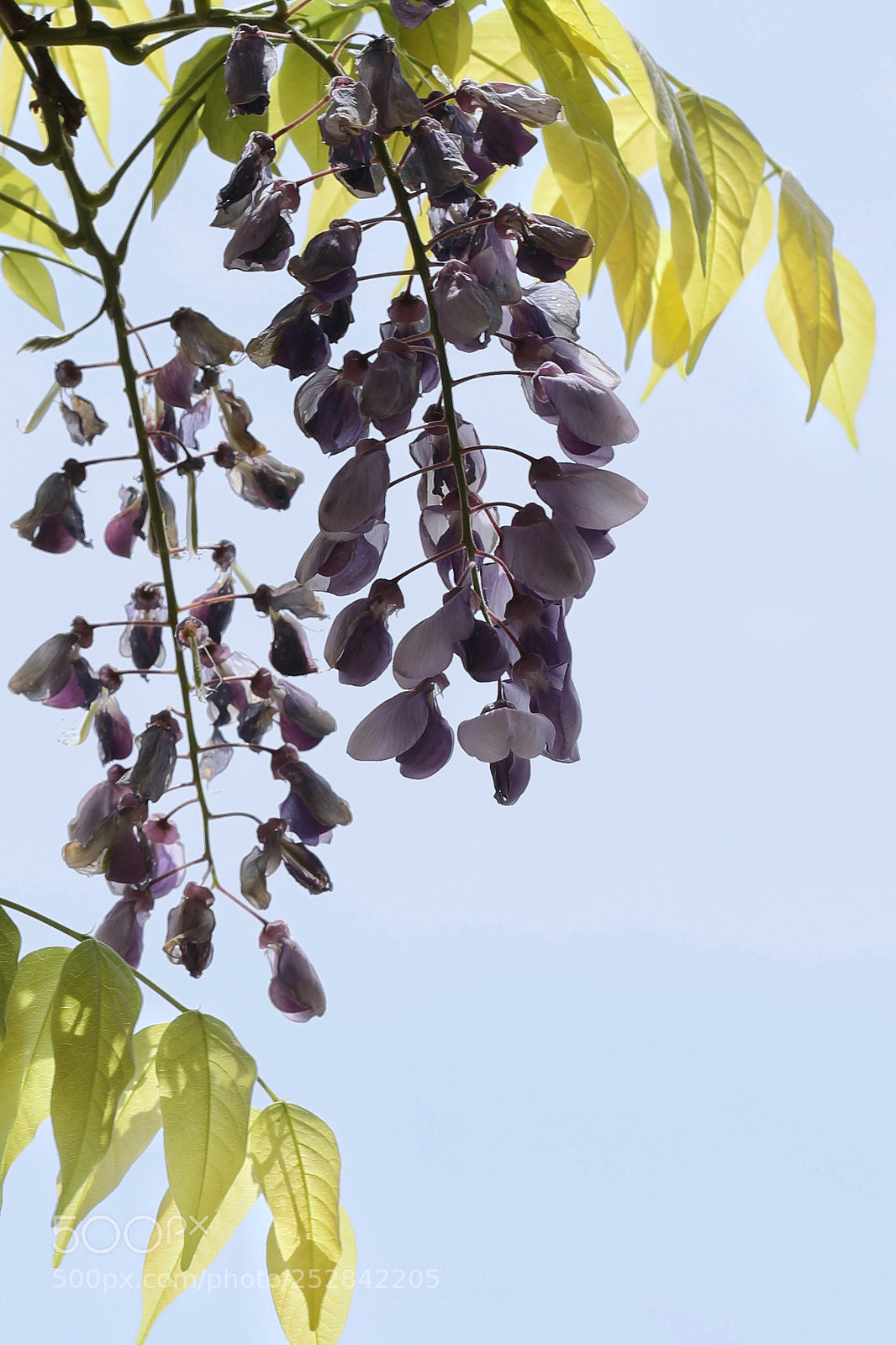 Canon EOS 5D Mark IV sample photo. 紫藤挂云木 花蔓宜阳春 photography
