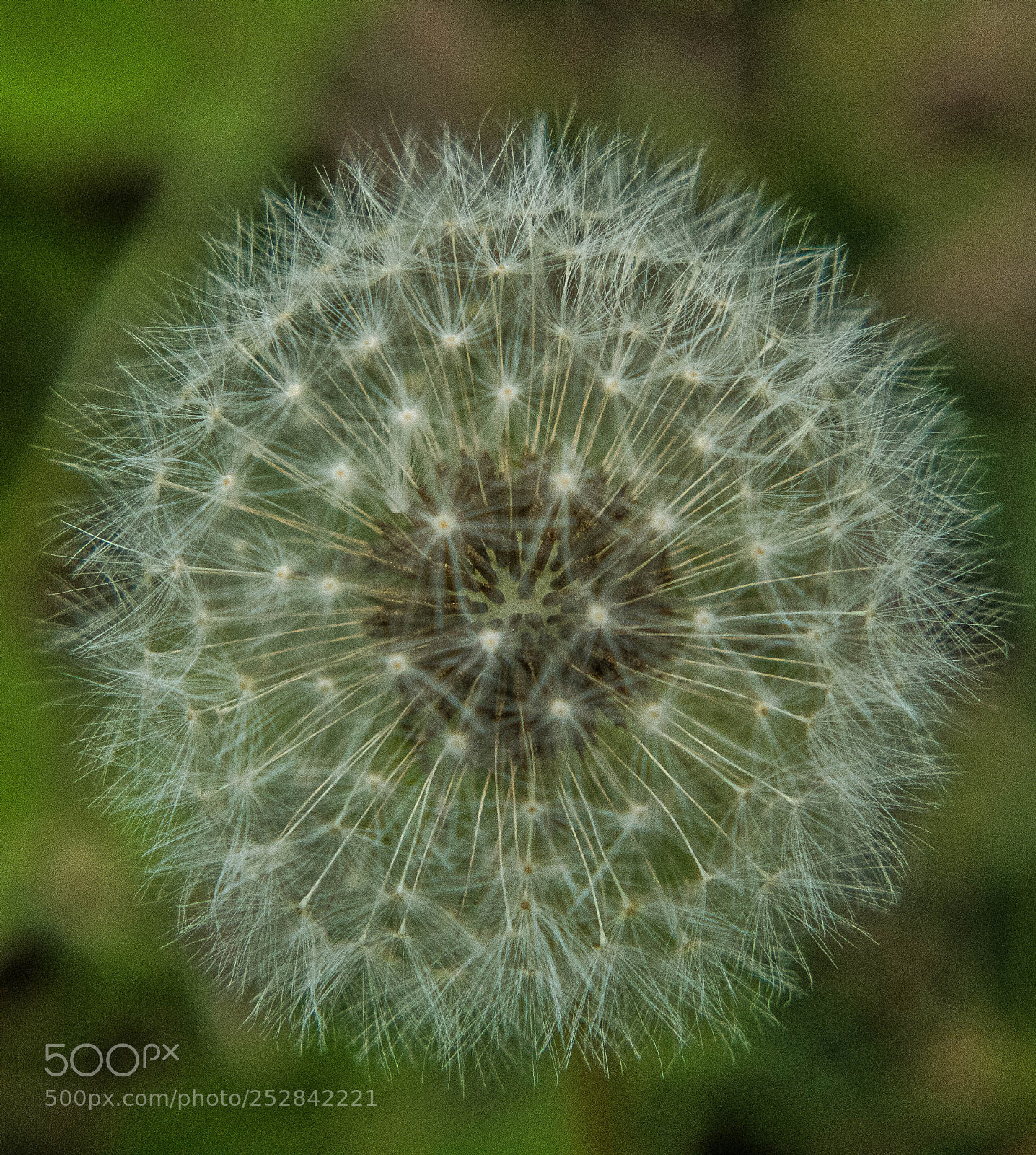 Canon EOS 1300D (EOS Rebel T6 / EOS Kiss X80) sample photo. Macro weed photography