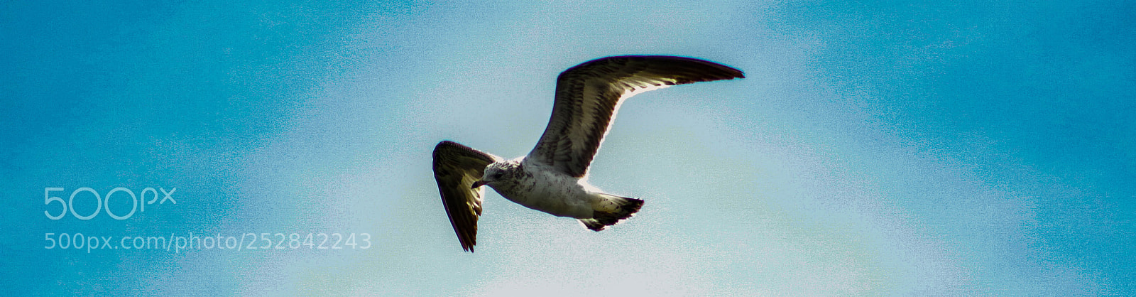 Canon EOS 70D sample photo. Seagul photography