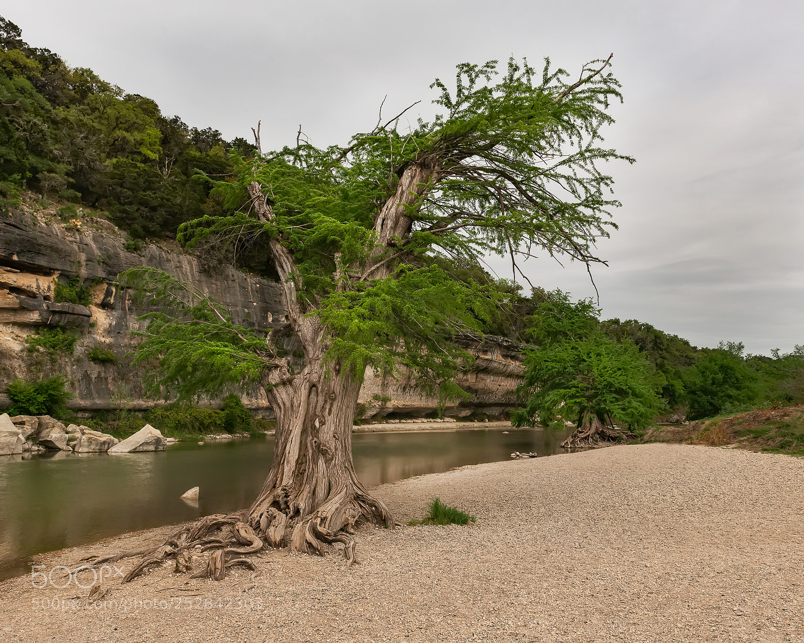 Nikon D800E sample photo. Guadalupe river cypress tree photography