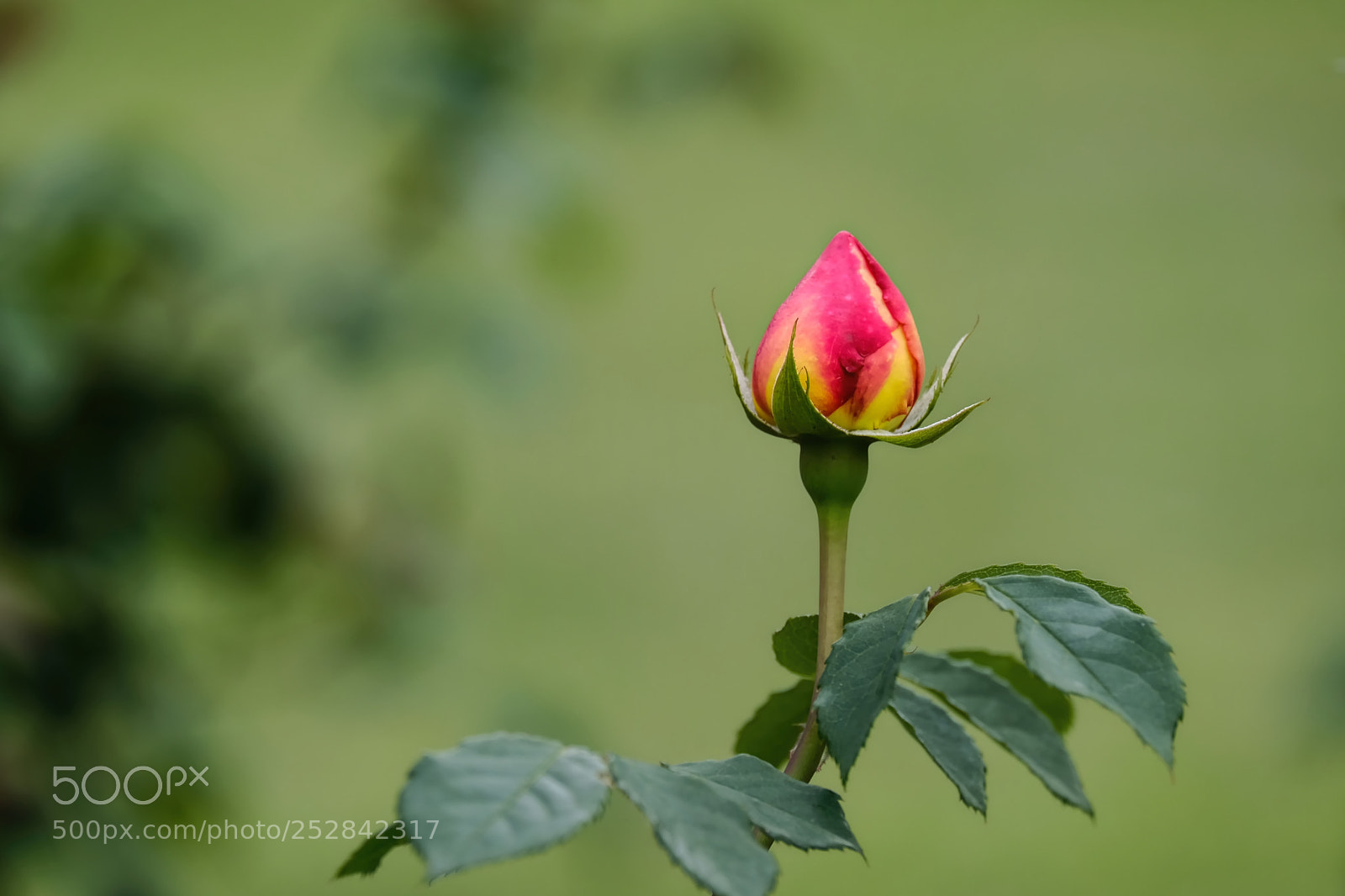 Fujifilm X-E3 sample photo. Rose bud photography