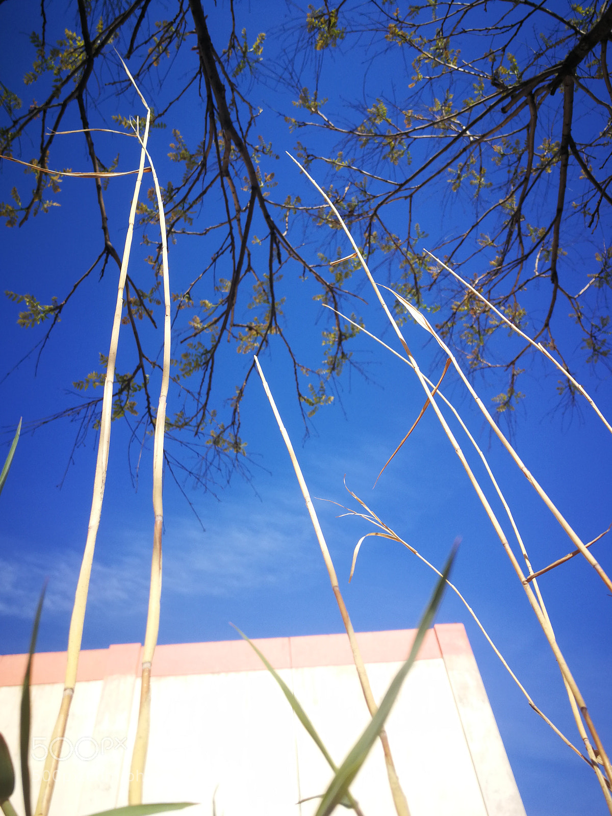 HUAWEI P10 sample photo. Untitled photography