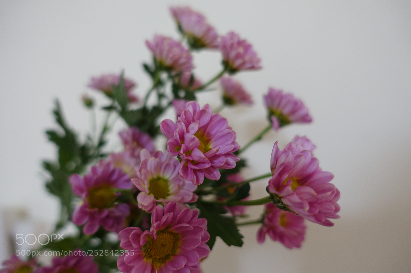 Sony Cyber-shot DSC-RX100 III sample photo. Beautiful flowers photography