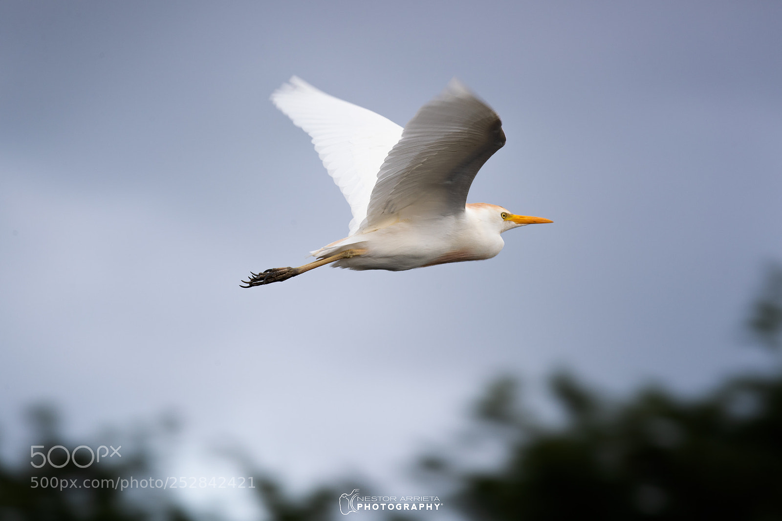 Canon EOS-1D X Mark II sample photo. Bubulcus ibis photography