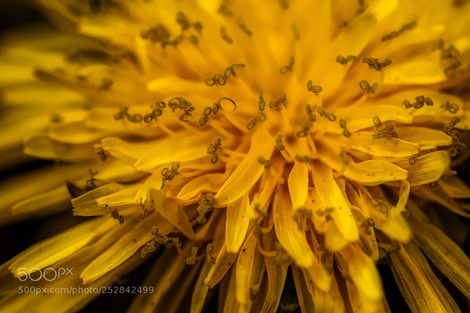 Fujifilm X-E3 sample photo. Dandelion flower photography
