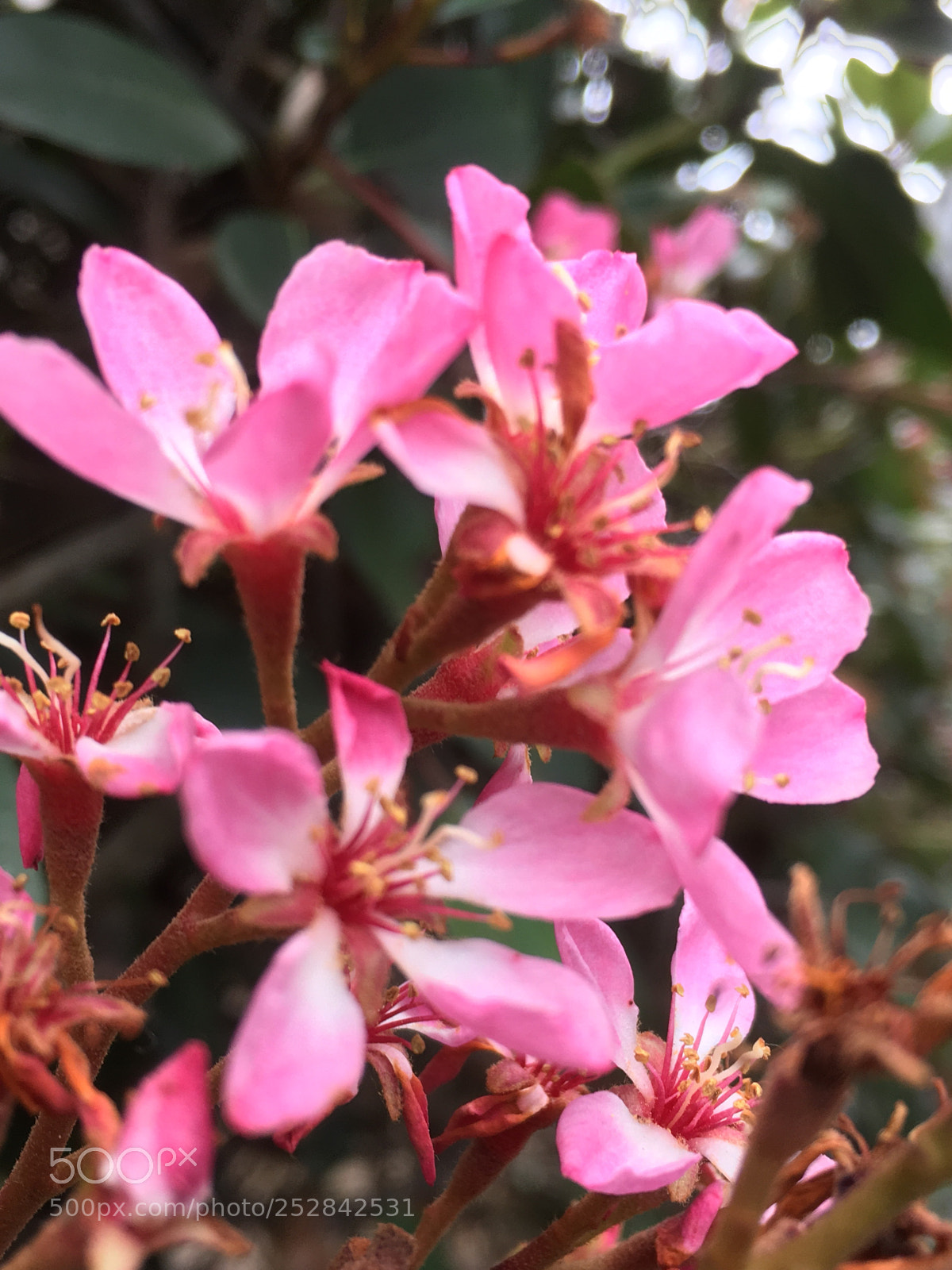 Apple iPhone SE sample photo. Spring  photography