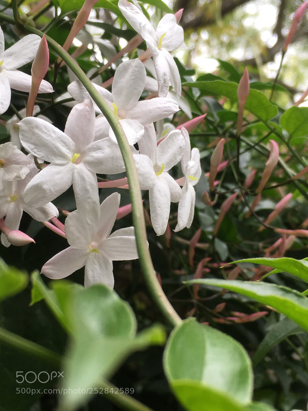 Apple iPhone SE sample photo. Flora photography