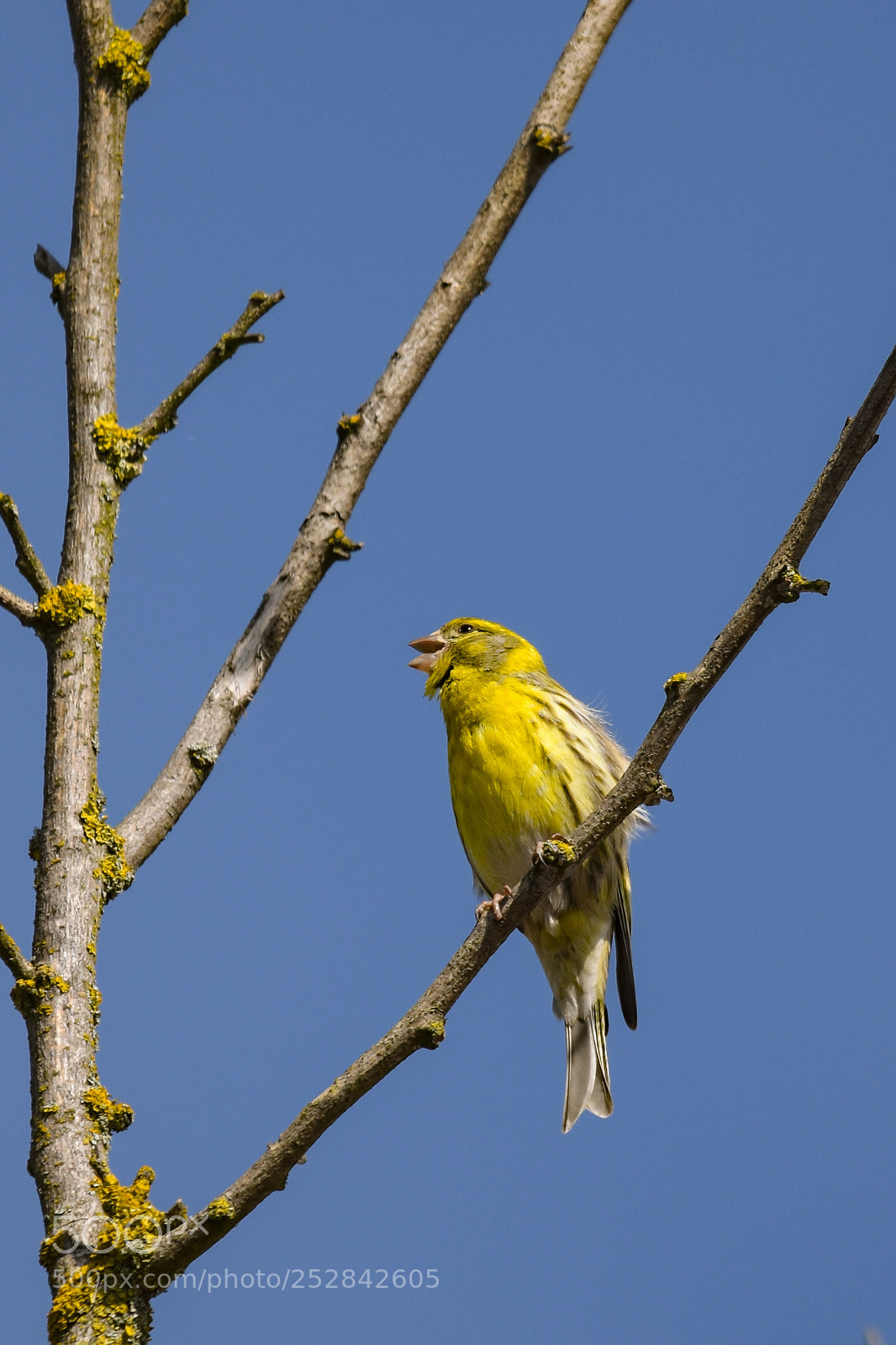 Nikon D7200 sample photo. 'yellowhammer (emberiza citrinella)' photography
