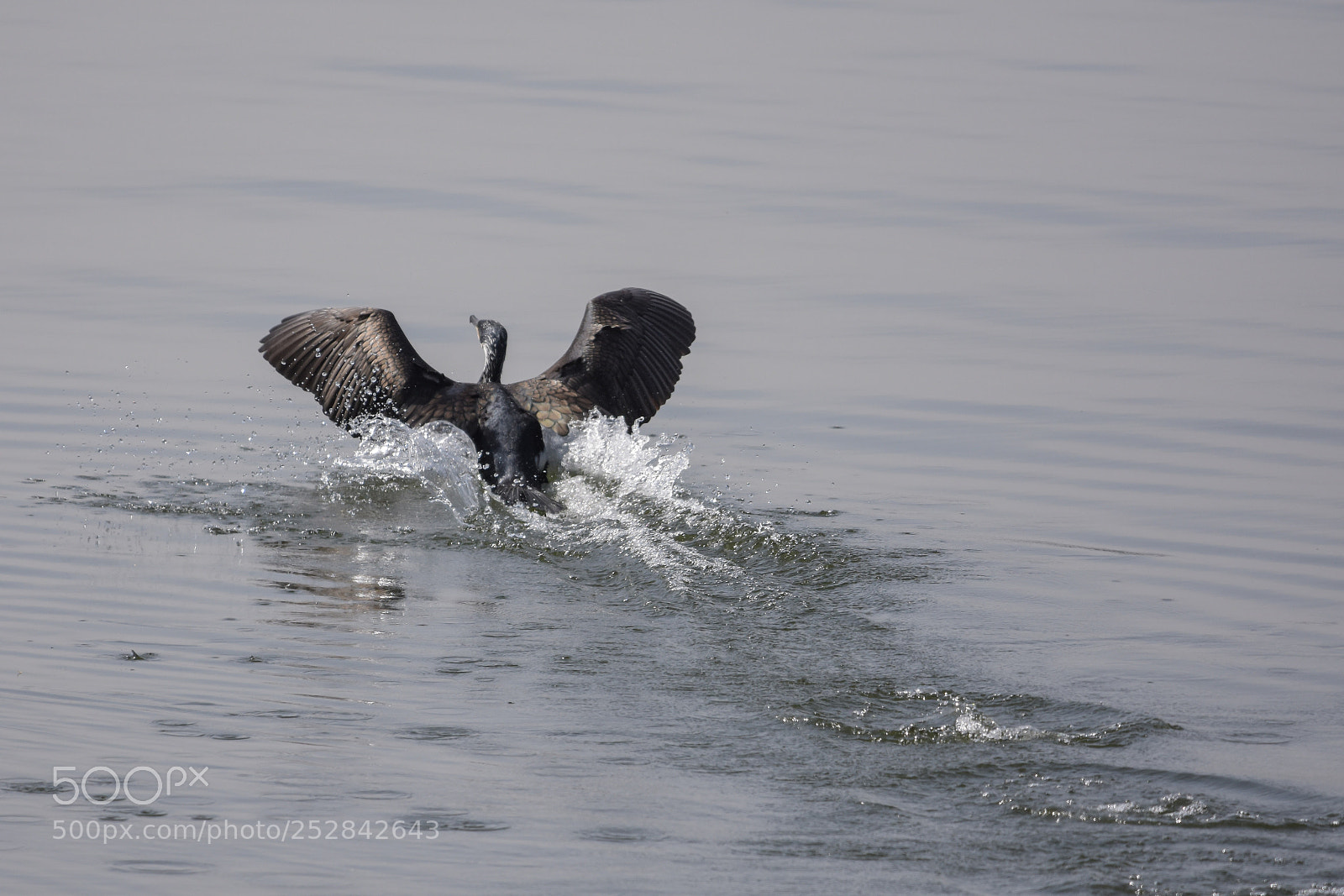Nikon D7200 sample photo. 'cormorant (phalacrocorax carbo)' photography