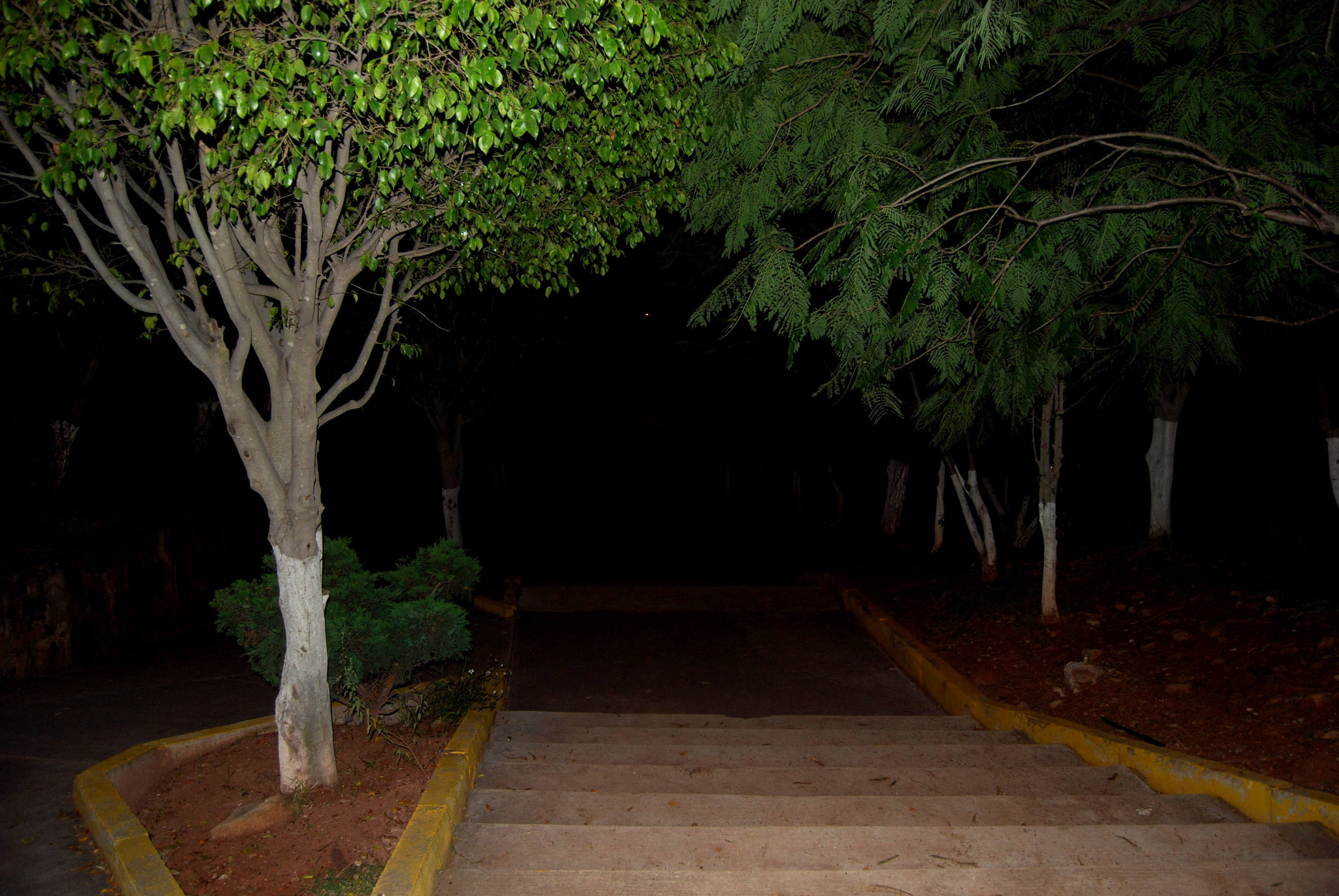 Nikon D40X sample photo. Tree photography