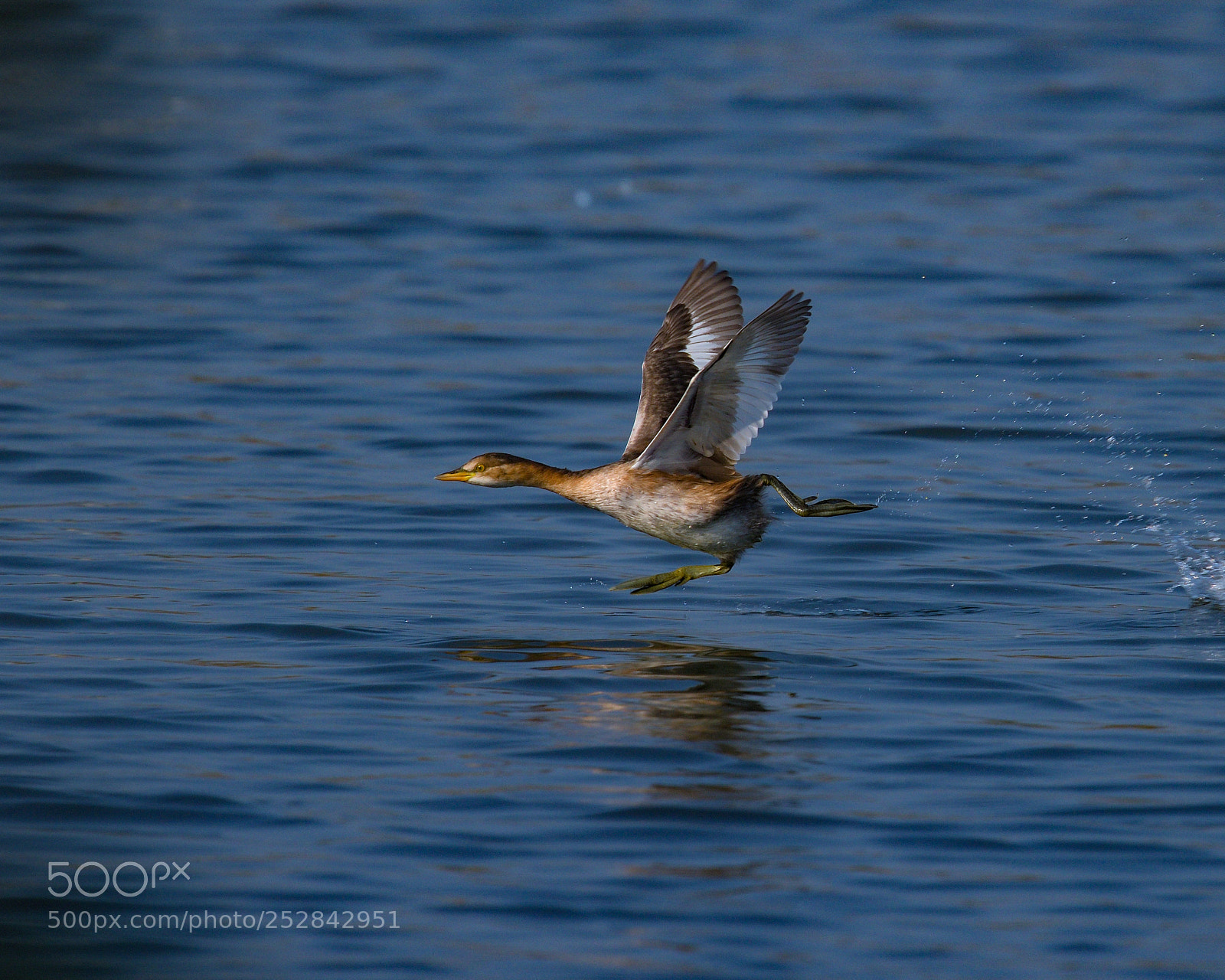 Nikon D850 sample photo. Little grebe photography